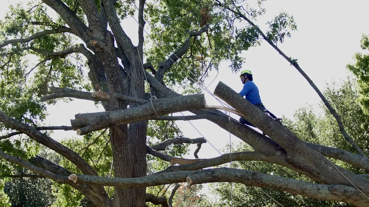 Professional Hazardous Tree Removal performed by certified arborists in Bemus Point